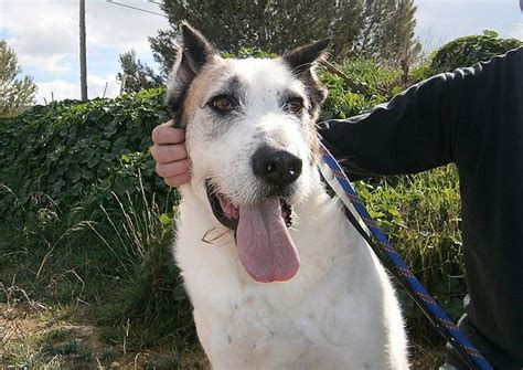 braco con podenco|cruce de mastin y podenco 